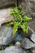 Asplenium obovatum